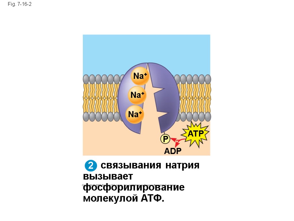 связывания натрия вызывает фосфорилирование молекулой АТФ. Fig. 7-16-2 Na+ Na+ Na+ ATP P ADP